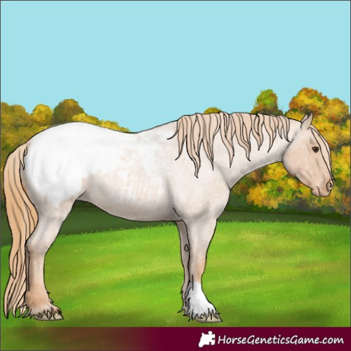 Horse Color:Red Roan Snowcap