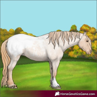 Horse Color:Red Roan Snowcap 