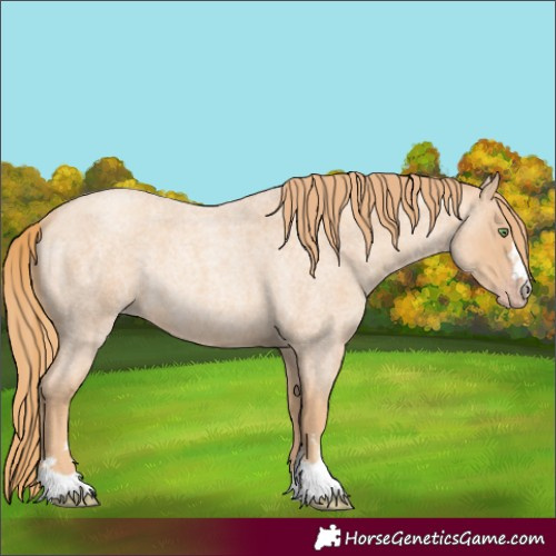 Horse Color:Gold Champagne Roan Rabicano 