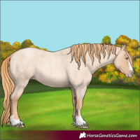 Horse Color:Gold Champagne Roan Rabicano 