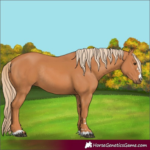 Horse Color:Chestnut Rabicano 