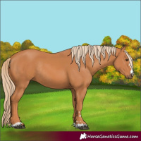 Horse Color:Chestnut Rabicano