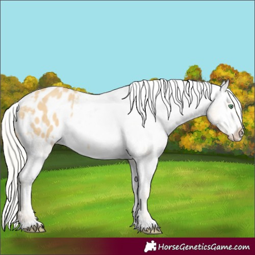 Horse Color:Silver Classic Cream Champagne Dun Appaloosa 