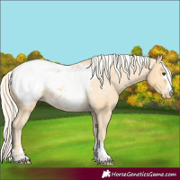 Horse Color:Palomino Snowcap 