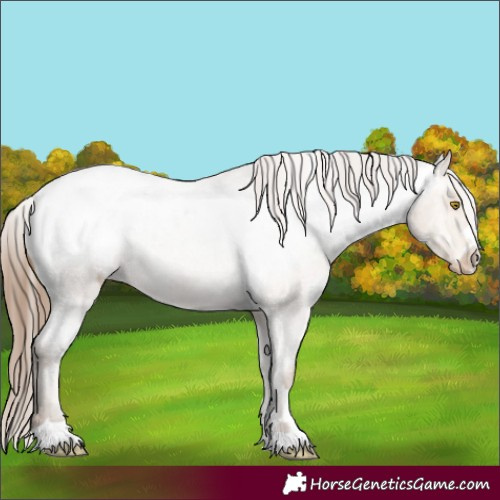 Horse Color:Amber Champagne Roan Appaloosa 