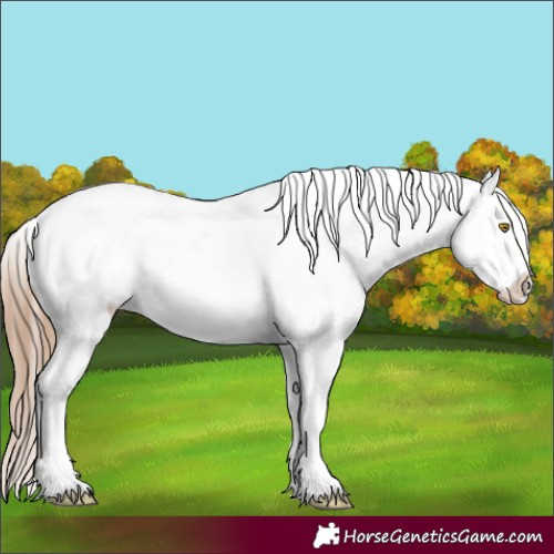 Horse Color:Amber Champagne Roan Snowcap