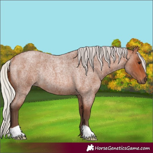 Horse Color:Silver Bay Roan Rabicano 