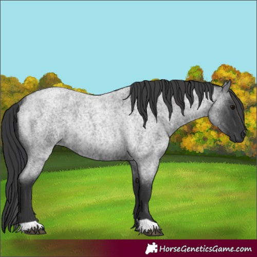 Horse Color:Blue Roan Rabicano 