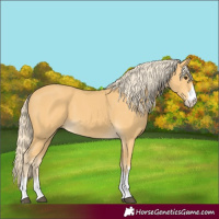 Horse Color:Palomino