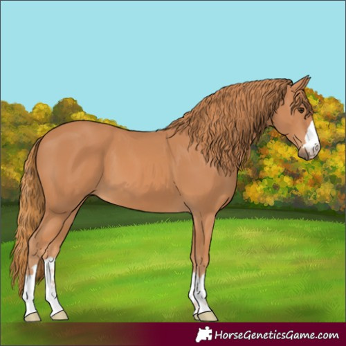 Horse Color:Chestnut 