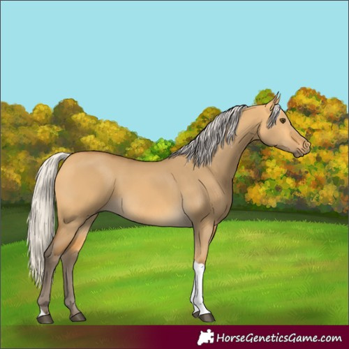 Horse Color:Silver Buckskin Dun Tobiano 