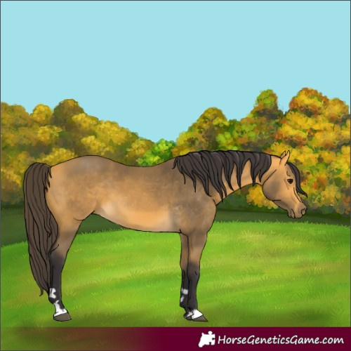 Horse Color:Unknown 
