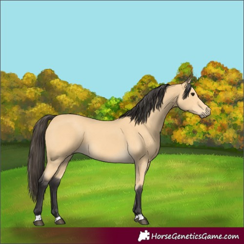 Horse Color:Unknown 