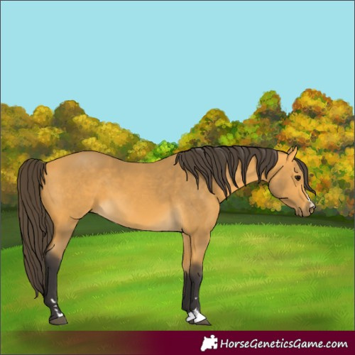 Horse Color:Unknown 