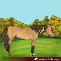 Horse Color:Unknown 