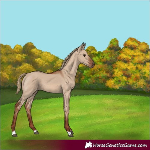 Horse Color:Red Dun 