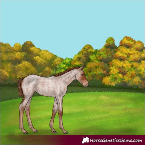 Horse Color:Red Roan 