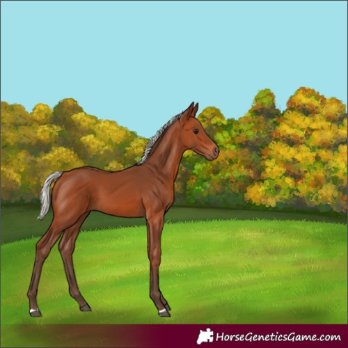 Horse Color:Silver Bay 