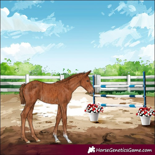 Horse Color:Chestnut  and Chestnut 
