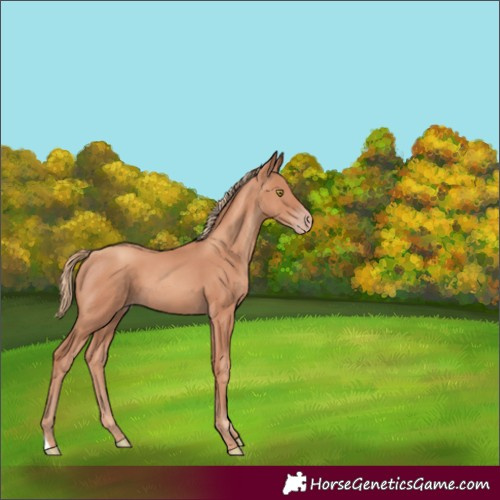 Horse Color:Gold Champagne 
