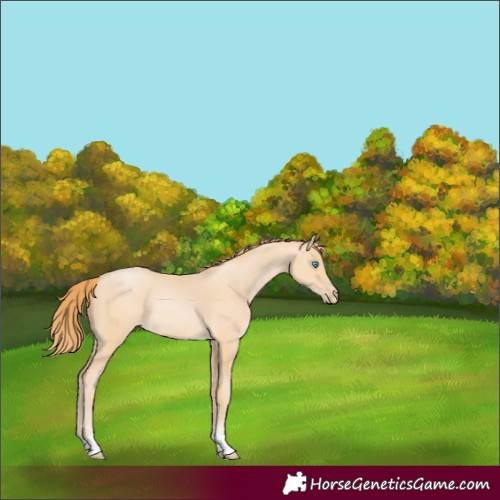 Horse Color:Buckskin Pearl