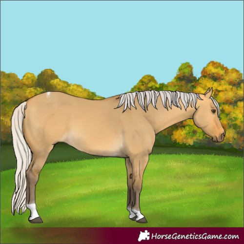 Horse Color:Silver Buckskin Dun Tobiano 