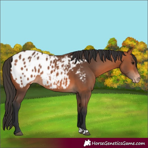 Horse Color:Bay Blanket 