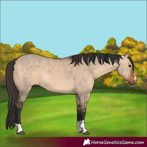 Horse Color:Bay Dun  and Bay Dun 