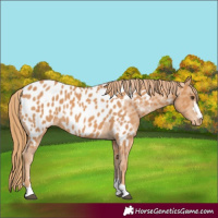 Horse Color:Chestnut Appaloosa 