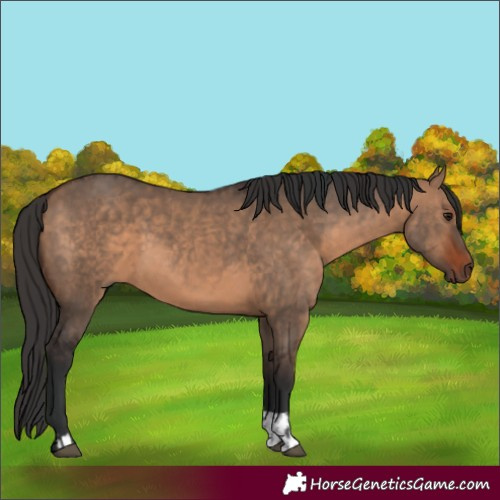 Horse Color:Bay Dun  and Bay Dun 