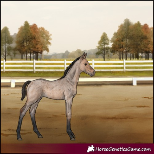 Horse Color:Bay Roan Dun 