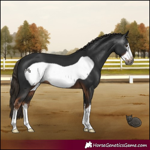 Horse Color:Gray White Spotted Liver Chestnut Frame 