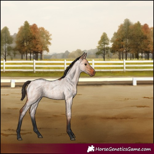 Horse Color:Bay Roan Dun 