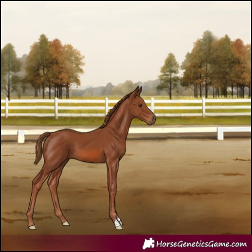 Horse Color:Chestnut 