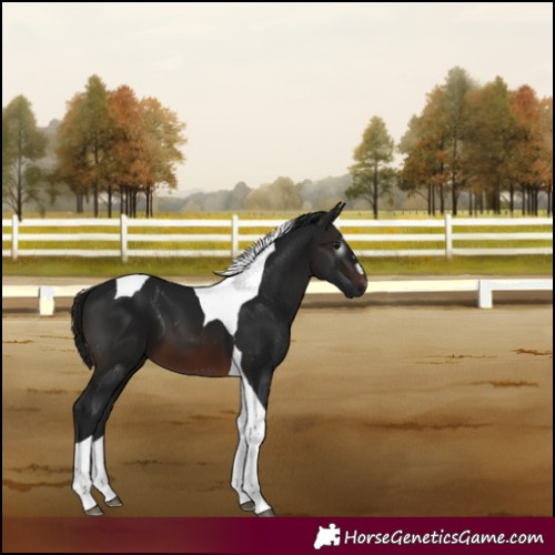 Horse Color:Gray Brown Tobiano 