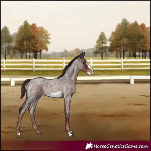 Horse Color:Liver Red Roan Frame 