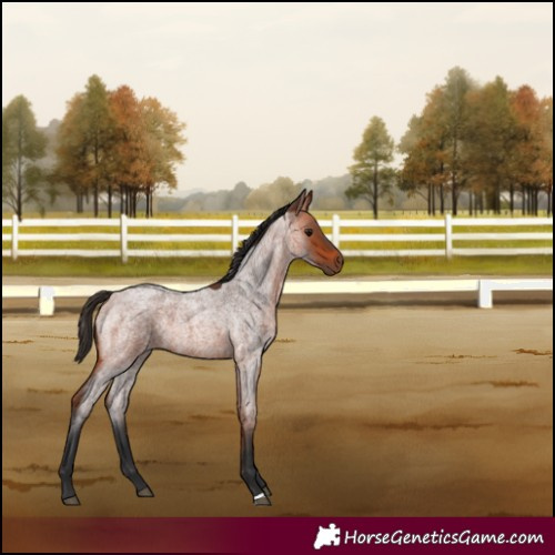 Horse Color:Bay Roan 