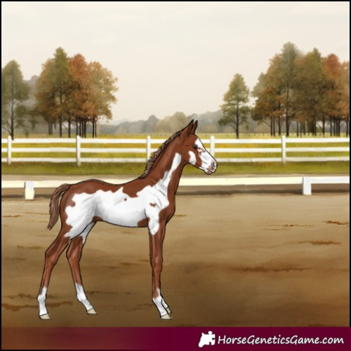Horse Color:Chestnut Frame 