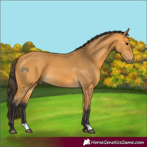 Horse Color:Buckskin 