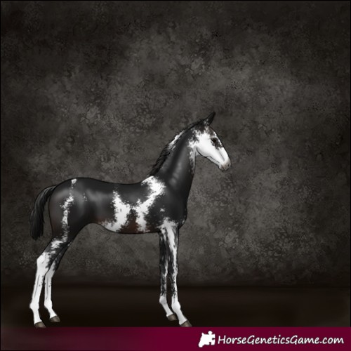 Horse Color:Gray Brown Sabino 