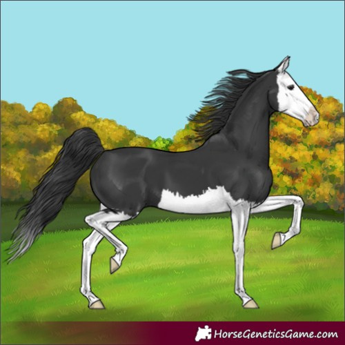 Horse Color:Black Splash 