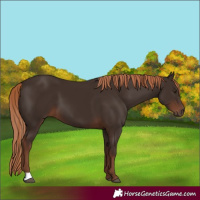 Horse Color:Liver Chestnut 