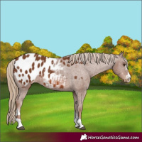 Horse Color:Chestnut Blanket 