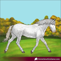 Horse Color:Chestnut Sabino 