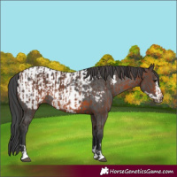Horse Color:Brown Rabicano  and Black Frame Appaloosa Rabicano 