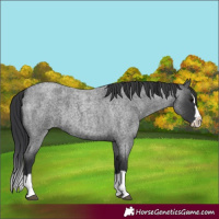 Horse Color:Blue Roan Splash