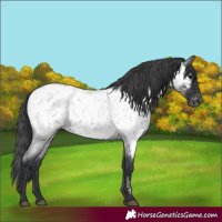 Horse Color:Blue Roan Near Leopard 