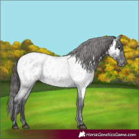 Horse Color:Blue Roan Appaloosa