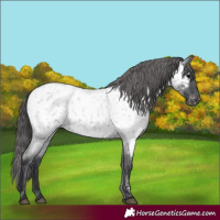 Horse Color:Blue Roan Appaloosa 