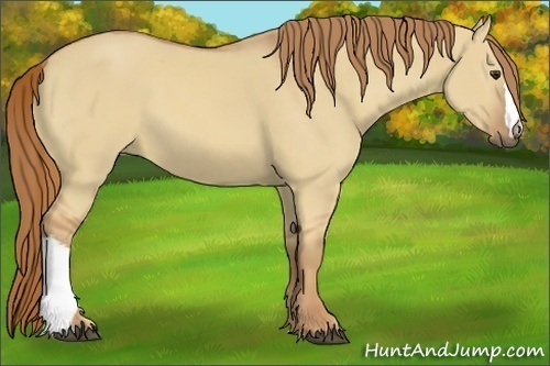 Horse Color:Red Dun